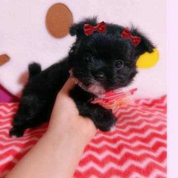 ポメマル(マルチーズ×ポメラニアン)【千葉県・女の子・2025年1月20日・ブラック&ホワイト】の写真「ブラック&ホワイトの女の子☆」