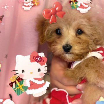 マルプー(マルチーズ×トイプードル)【千葉県・女の子・2025年9月8日・クリーム】の写真「マルプー☆クリームの女の子(^^♪」