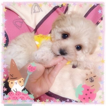 マルプー(マルチーズ×トイプードル)【千葉県・女の子・2025年2月8日・クリーム】の写真「マルプー☆クリームの女の子(^^♪」