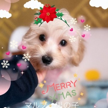 マルプー(マルチーズ×トイプードル)【千葉県・男の子・2025年8月19日・クリーム】の写真「マルプー☆お値下げ中」