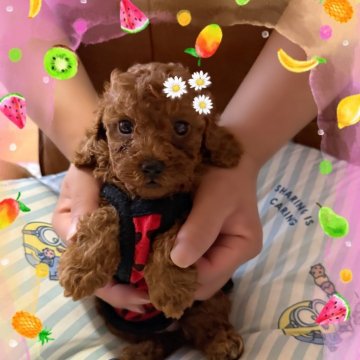 トイプードル(トイ)【千葉県・女の子・2025年5月8日・レッド・フォーン】の写真「レッドの女の子☆」