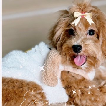 マルプー(マルチーズ×トイプードル)【千葉県・男の子・2025年5月14日・クリーム】の写真「クリームのマルプーくん☆」