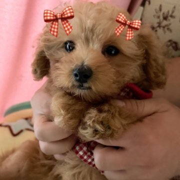 マルプー(マルチーズ×トイプードル)【千葉県・女の子・2025年9月8日・クリーム】の写真「マルプー☆クリームの女の子(^^♪」