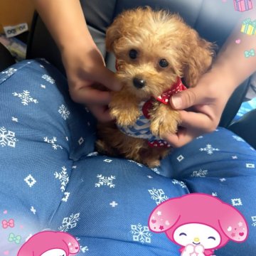 トイプードル(ティーカップ)【千葉県・女の子・2025年4月26日・レッド・フォーン】の写真「マイクロサイズかも♡ちっちゃい女の子☆」