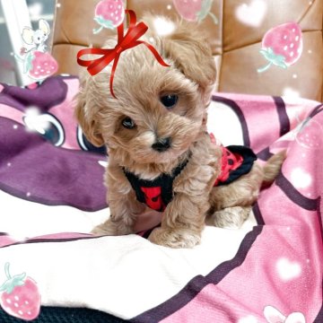 マルプー(マルチーズ×トイプードル)【千葉県・女の子・2025年2月8日・クリーム】の写真「クリームのマルプー女の子☆」