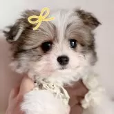 ポメマル(マルチーズ×ポメラニアン)【千葉県・女の子・2025年9月19日・パーティー】の写真1