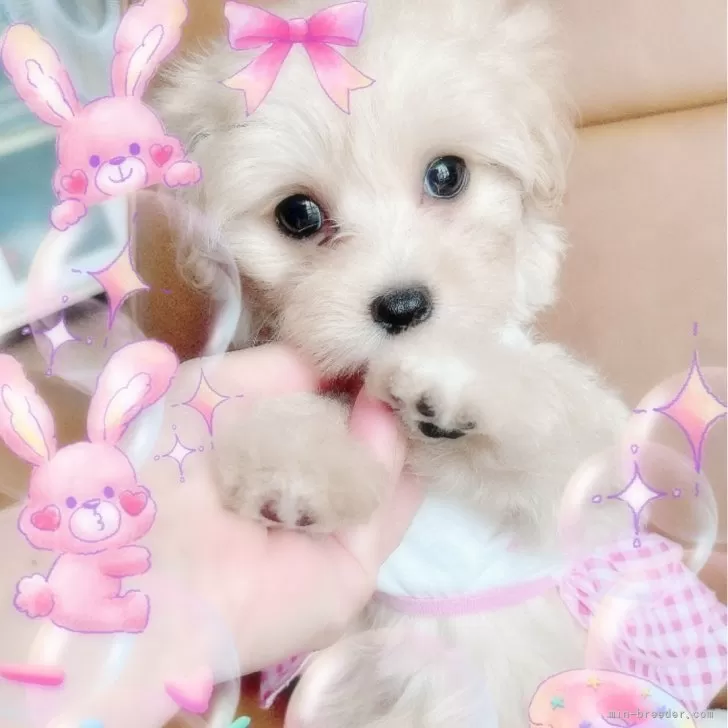 ID：2406-04904の子犬