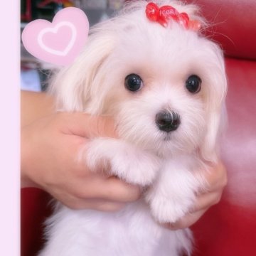 マルチーズ【千葉県・女の子・2024年5月5日・ホワイト】の写真「火曜日までの掲載です。
綺麗な子です、お早めに🩷」
