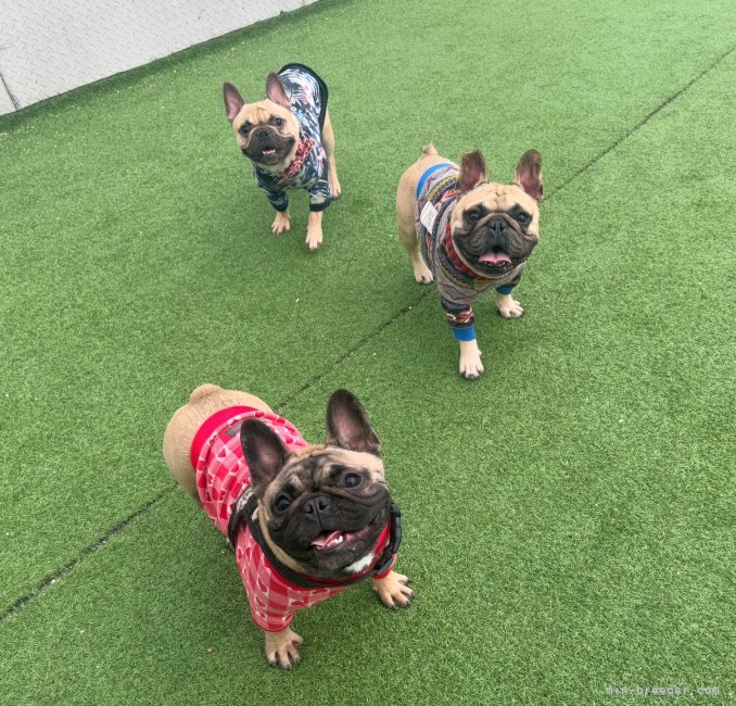 後ろがお母さん、真ん中がお父さん、手前が娘｜村上　美樹(むらかみ　みき)ブリーダー(大阪府・フレンチブルドッグ・JKC/KCJ登録)の紹介写真9