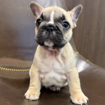 フレンチブルドッグ【大阪府・男の子・2025年1月21日・フォーン&ホワイト】の写真「短めボディでムチコロに成長中♪」