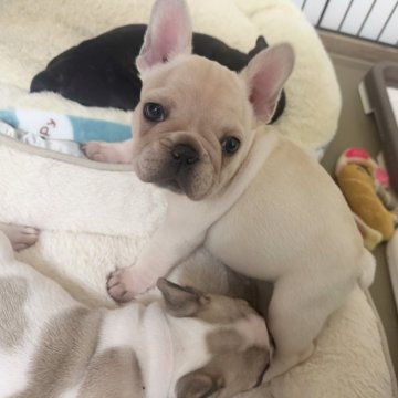 フレンチブルドッグ【大阪府・女の子・2024年12月9日・クリーム】の写真「ムチコロで愛嬌のある女の子です⭐︎」