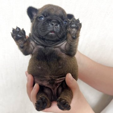 フレンチブルドッグ【大阪府・男の子・2025年6月3日・フォーン】の写真「両親共にショートボディーでムチコロです⭐︎」