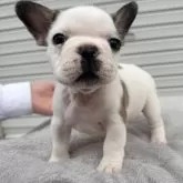 フレンチブルドッグ【大阪府・男の子・2025年9月16日・フォーン&ホワイト】の写真1