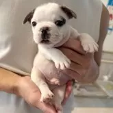 フレンチブルドッグ