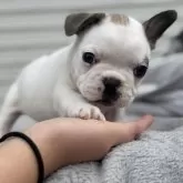 フレンチブルドッグ【大阪府・男の子・2025年9月16日・フォーン&ホワイト】の写真10