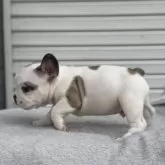フレンチブルドッグ【大阪府・男の子・2025年9月16日・フォーン&ホワイト】の写真11