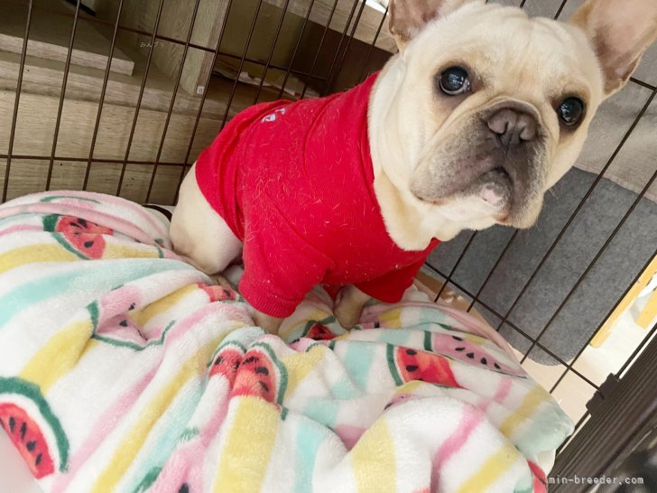 フレンチブルドッグ【・女の子・2022年2月27日・クリーム】