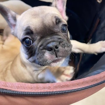 フレンチブルドッグ【大阪府・女の子・2024年4月4日・フォーン】の写真「両親に似てムチコロボディです⭐︎」