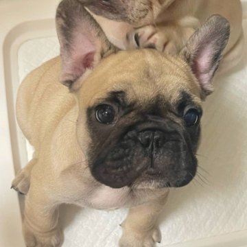 フレンチブルドッグ【大阪府・男の子・2024年4月4日・フォーン】の写真「両親に似てムチコロボディです♫」