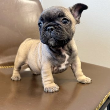 フレンチブルドッグ【大阪府・女の子・2024年5月21日・フォーン】の写真「ムチコロボディです⭐︎」