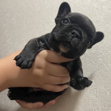 フレンチブルドッグ【大阪府・男の子・2024年5月7日・ブリンドル】の写真「コロコロな可愛い男の子です⭐︎」