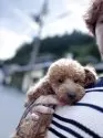 トイプードル(トイ)【埼玉県・男の子・2024年10月5日・アプリコット】の写真11