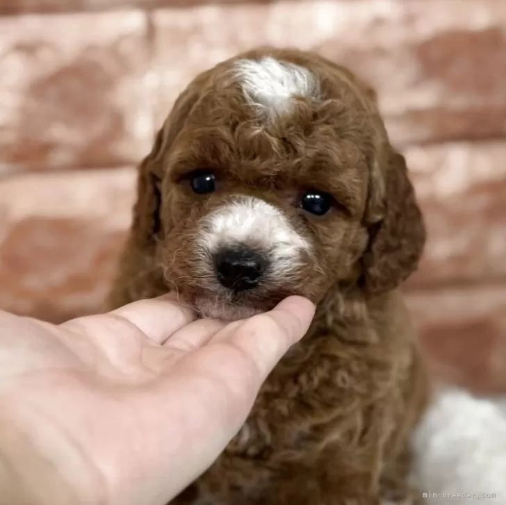 K.O 様のお迎えした子犬
