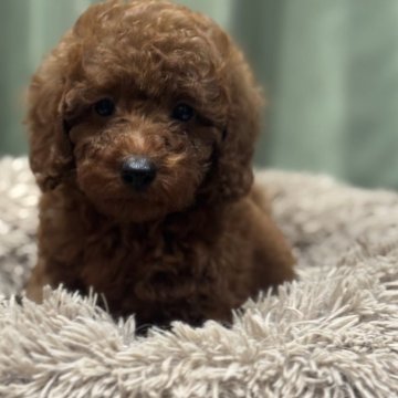 ミニチュアプードル【埼玉県・女の子・2025年10月1日・レッド】の写真「可愛いのでたぶん前世は貴族」