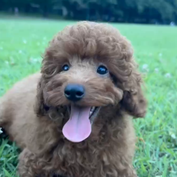 ミニチュアプードル【埼玉県・男の子・2025年4月23日・レッド】の写真「おっとり系の僕🐶」