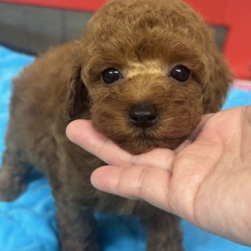 トイプードル(トイ)【埼玉県・女の子・2025年9月21日・レッド】の写真「おっとりタイプの優しい女の子👧」