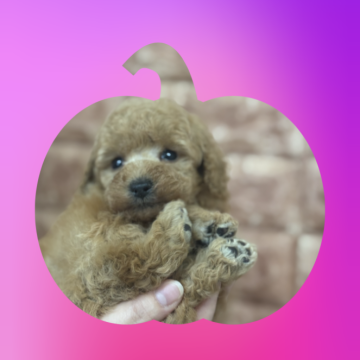 トイプードル(タイニー)【埼玉県・男の子・2025年9月25日・アプリコット】の写真「爆毛🥰プリンス級の可愛さ❤️」