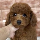 ミニチュアプードル