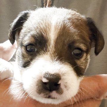 ジャックラッセルテリア【島根県・男の子・2025年10月1日・ホワイト&タン】の写真「元気いっぱいでとても良い子です。」