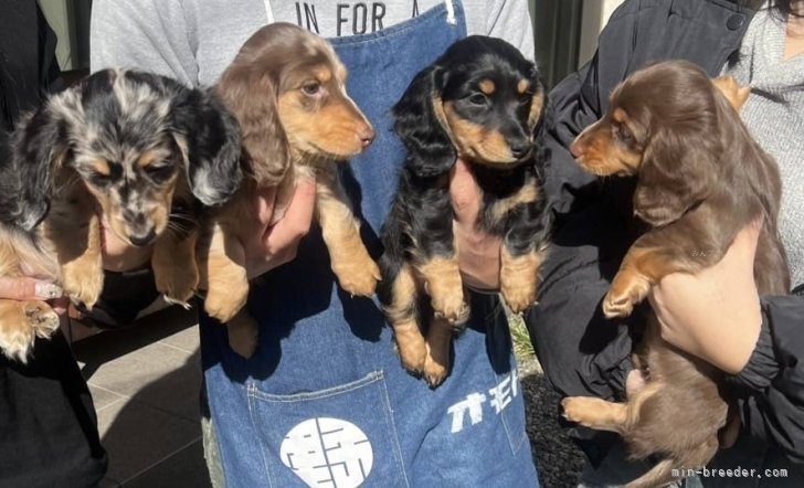 河野　香澄(かわの　かすみ)ブリーダー(大分県・ミニチュアダックスフンド(ロング)など・JKC登録)の紹介写真9