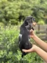ミニチュアダックスフンド(ロング)【大分県・男の子・2025年7月25日・シルバーダップル】の写真13