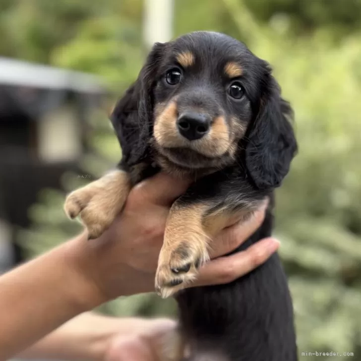 K.N 様のお迎えした子犬