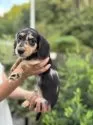 ミニチュアダックスフンド(ロング)【大分県・男の子・2025年7月25日・シルバーダップル】の写真12