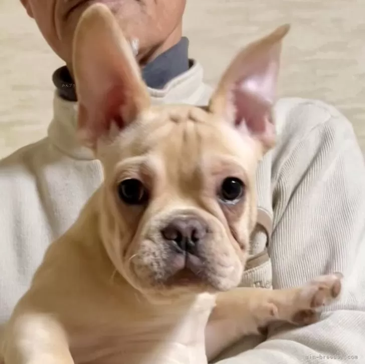 フレンチブルドッグ【香川県・男の子・2025年10月14日・クリーム】の写真1「おっとりマイペースくん❤️」