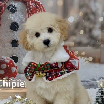 トイプードル(タイニー)【香川県・男の子・2025年7月26日・ペールフォーン】の写真「【即お迎え可】超絶ベビーフェイスのイケワンくん♡」