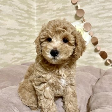 トイプードル(トイ)【香川県・女の子・2025年7月26日・オレンジフォーン】の写真「人懐っこいお転婆女子❤️」