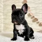 フレンチブルドッグ