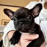 フレンチブルドッグ