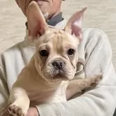 フレンチブルドッグ【香川県・男の子・2025年10月14日・クリーム】の写真1「おっとりマイペースくん❤️」