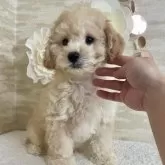 タイニープードル