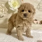 タイニープードル