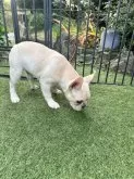 フレンチブルドッグ【香川県・男の子・2024年8月23日・クリーム】の写真5