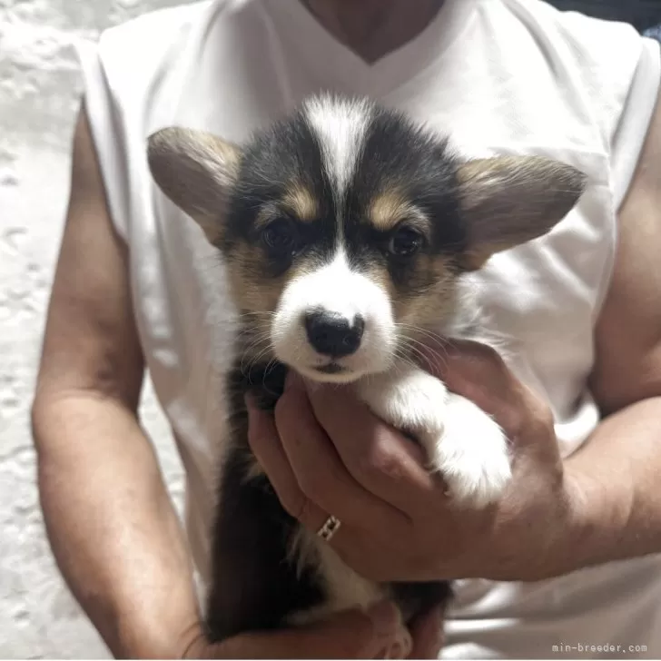 H.O 様のお迎えした子犬