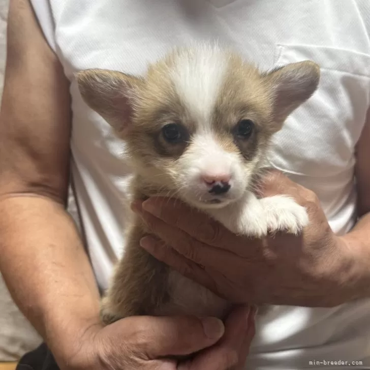タカユミ 様のお迎えした子犬