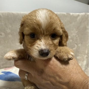 マルプー(マルチーズ×トイプードル)【福島県・男の子・2025年9月10日・アプリコット&ホワイト】の写真「かわいい男の子」