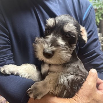 ミニチュアシュナウザー【福島県・男の子・2025年8月12日・ブラック&シルバー】の写真「断尾はしていません。」